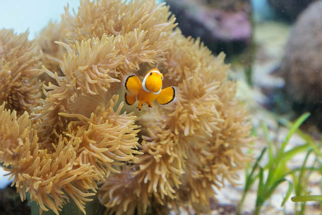 海に広がる珍奇な世界! 日本一の新種ハンターが見つけた「イソギンチャク」図鑑